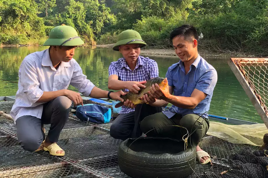 Nông dân vùng cao “vỗ giòn” cá chép, thu lãi đậm