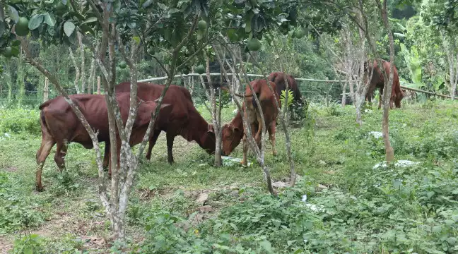 Võ Nhai tập trung khống chế dịch viêm da nổi cục trên trâu, bò